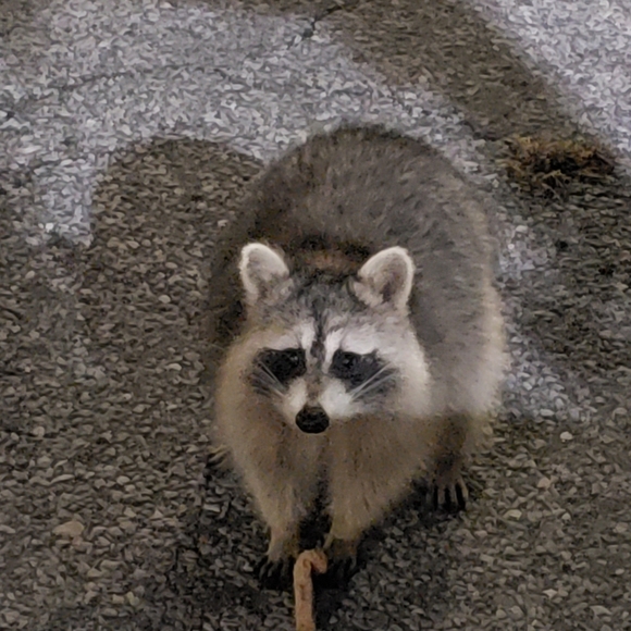 Meet your Posher, Deezo - Picture 2 of 16